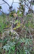 Imagem de Banisteriopsis latifolia (A. Juss.) B. Gates