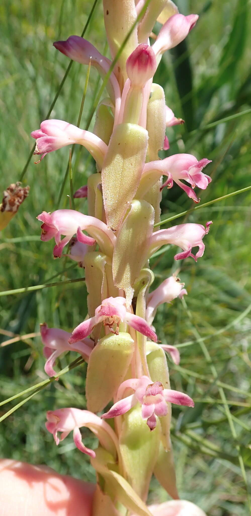 Image of Satyrium longicauda var. jacottetianum (Kraenzl.) A. V. Hall