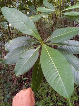 Image of Cachimbo-Grande