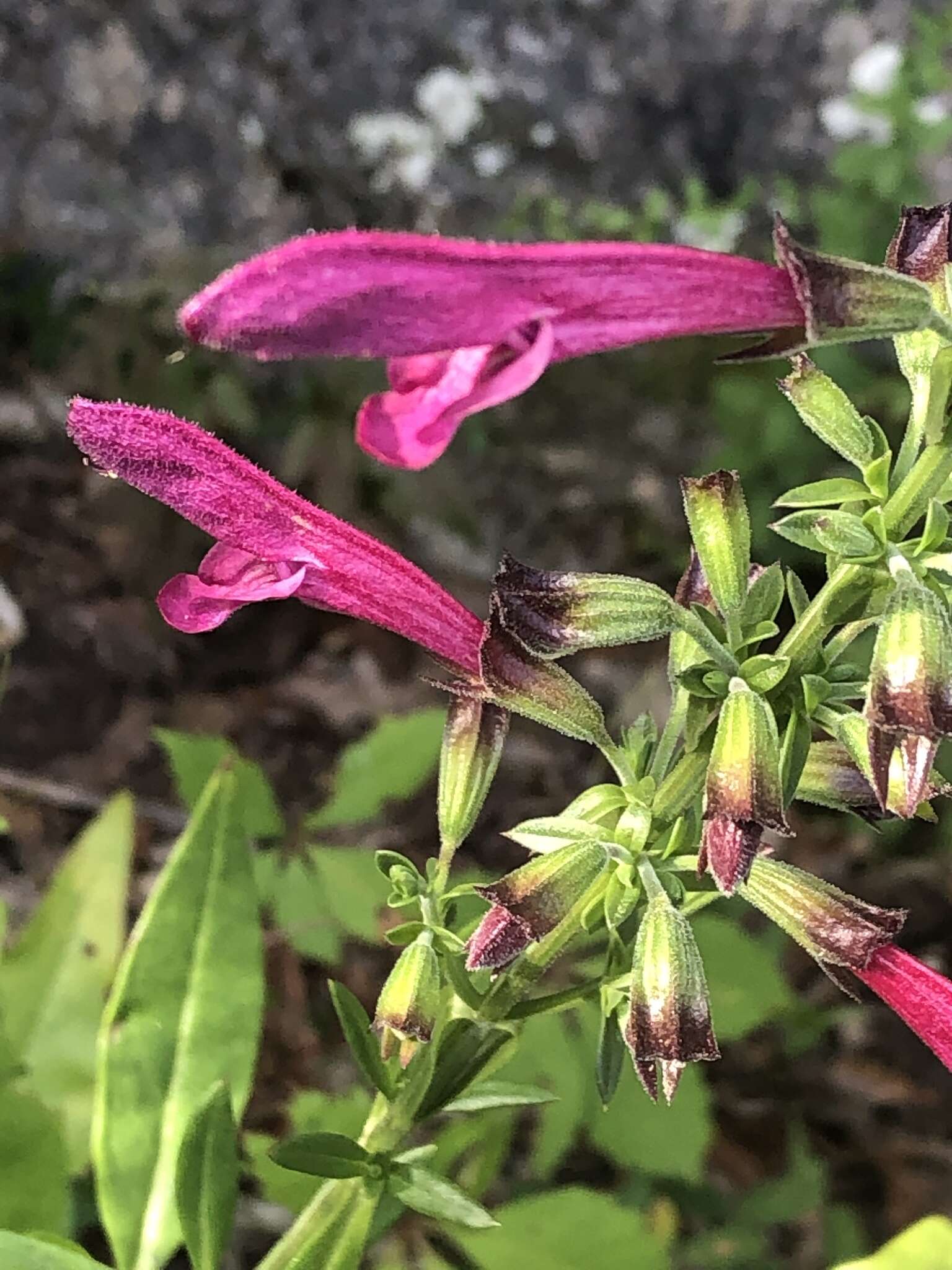 Image of Big Red Sage