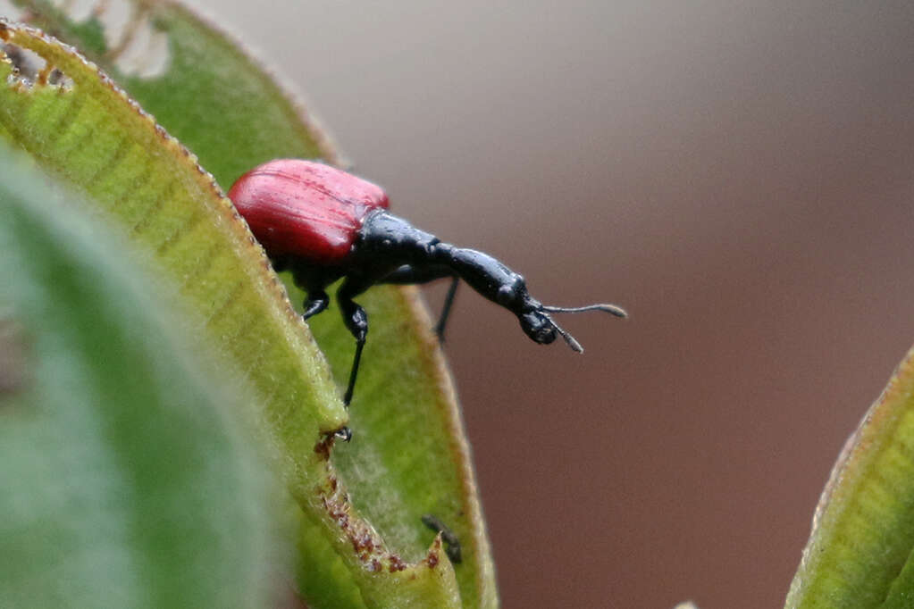 Image of Trachelophorus