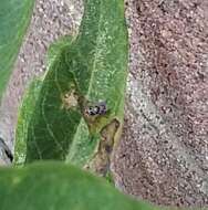 Image of Mediterranean fruit fly