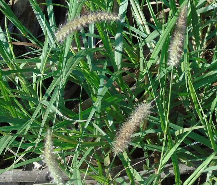 Image of Buffel grass