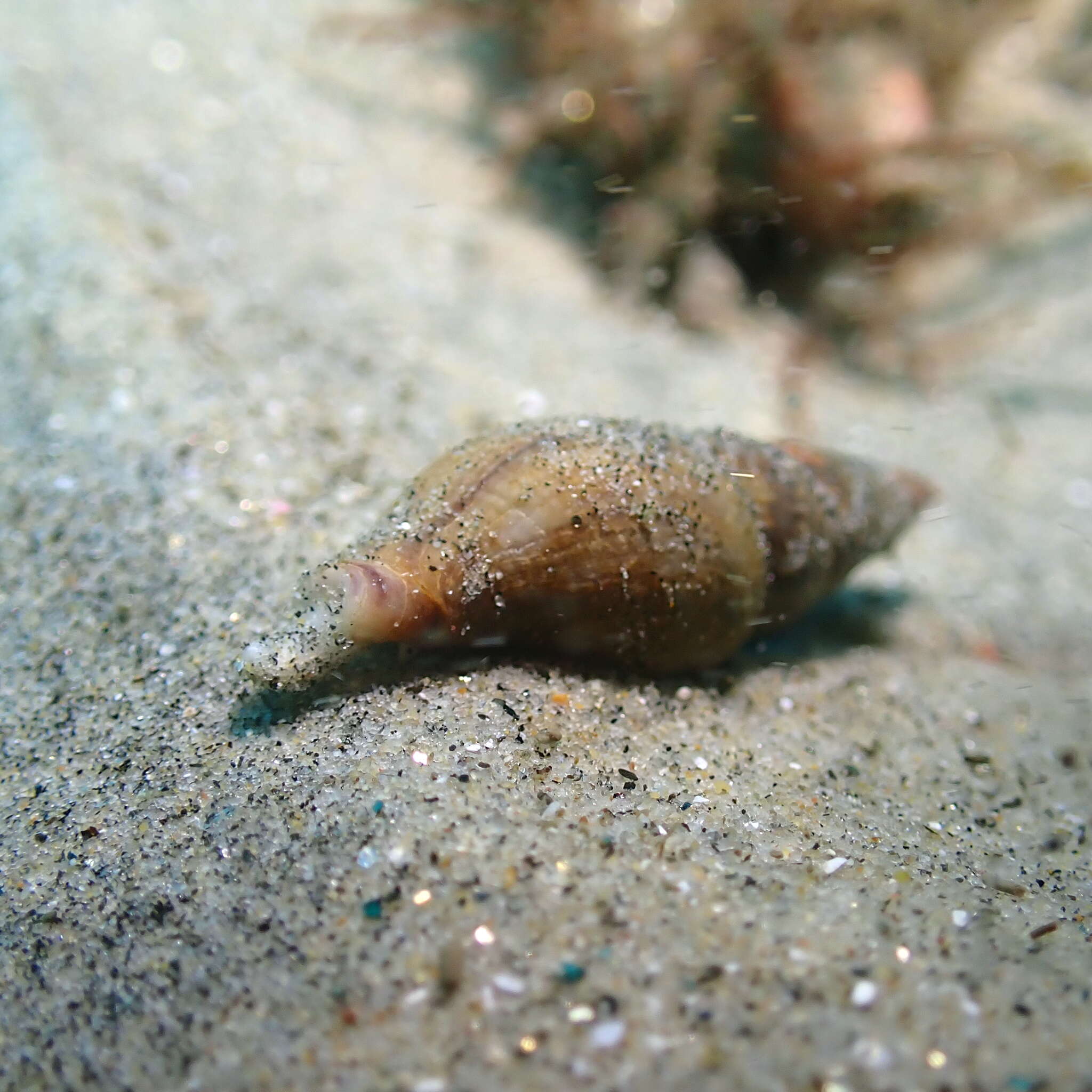 Image of Ophiodermella Bartsch 1944