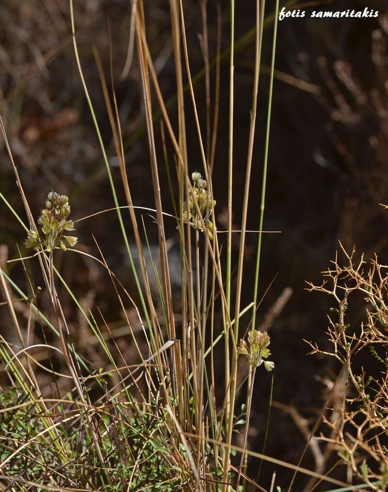 Image of Allium tardans Greuter & Zahar.