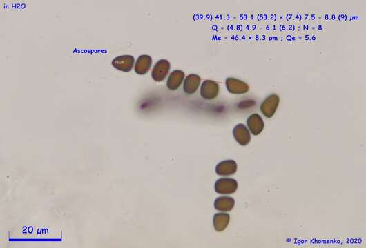 Image of Sporormiella vexans (Auersw.) S. I. Ahmed & Cain 1972