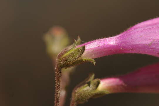 Image of cutleaf beardtongue