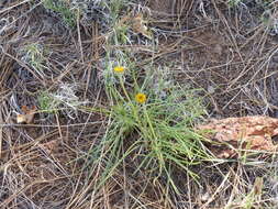 Image of Bigelow's rubberweed