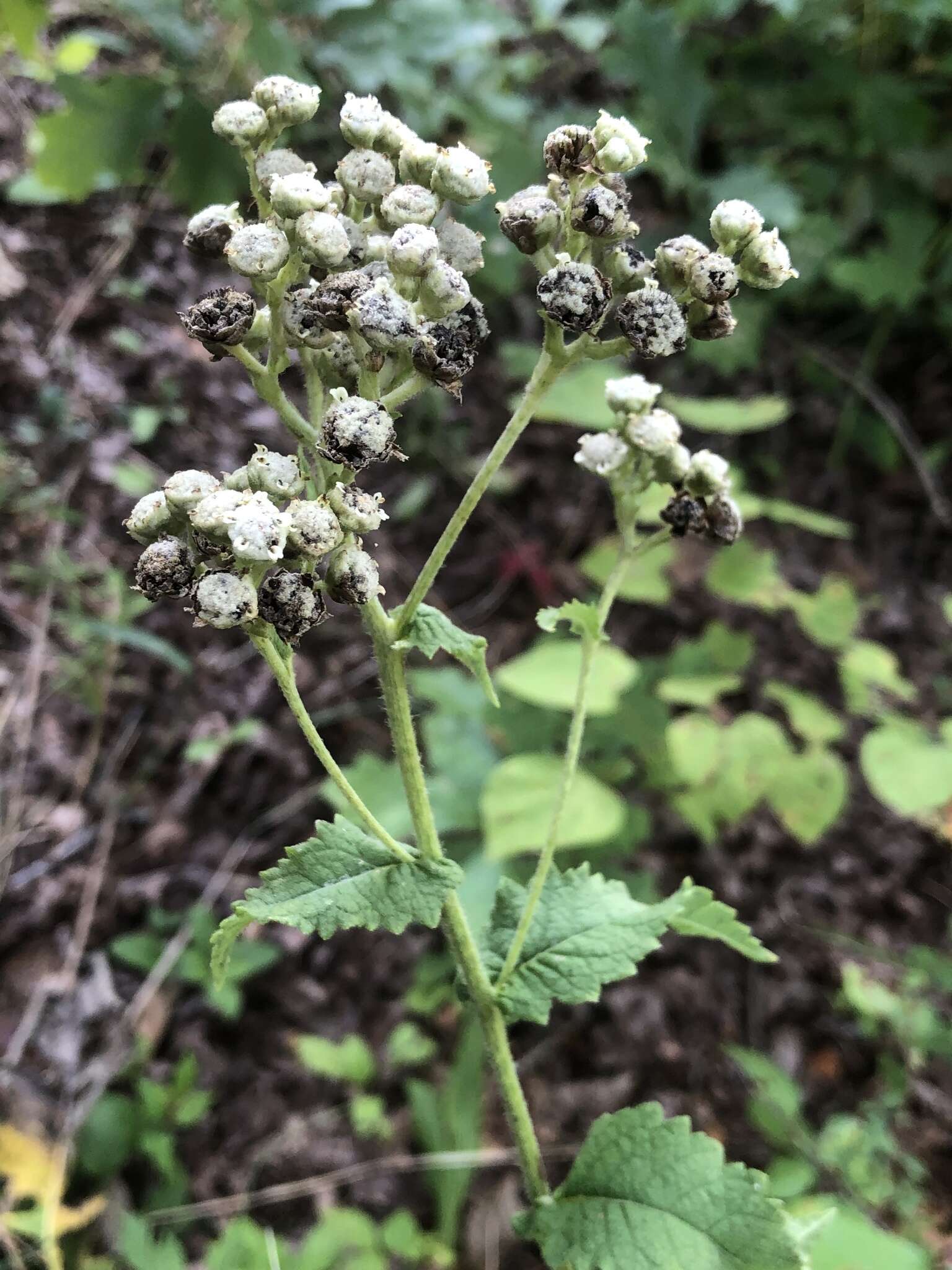 Sivun Parthenium auriculatum Britt. kuva