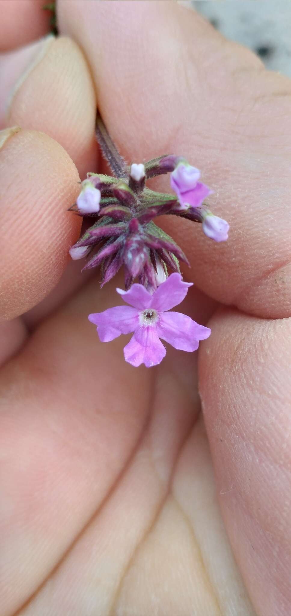 Image de Glandularia selloi (Spreng.) Tronc.