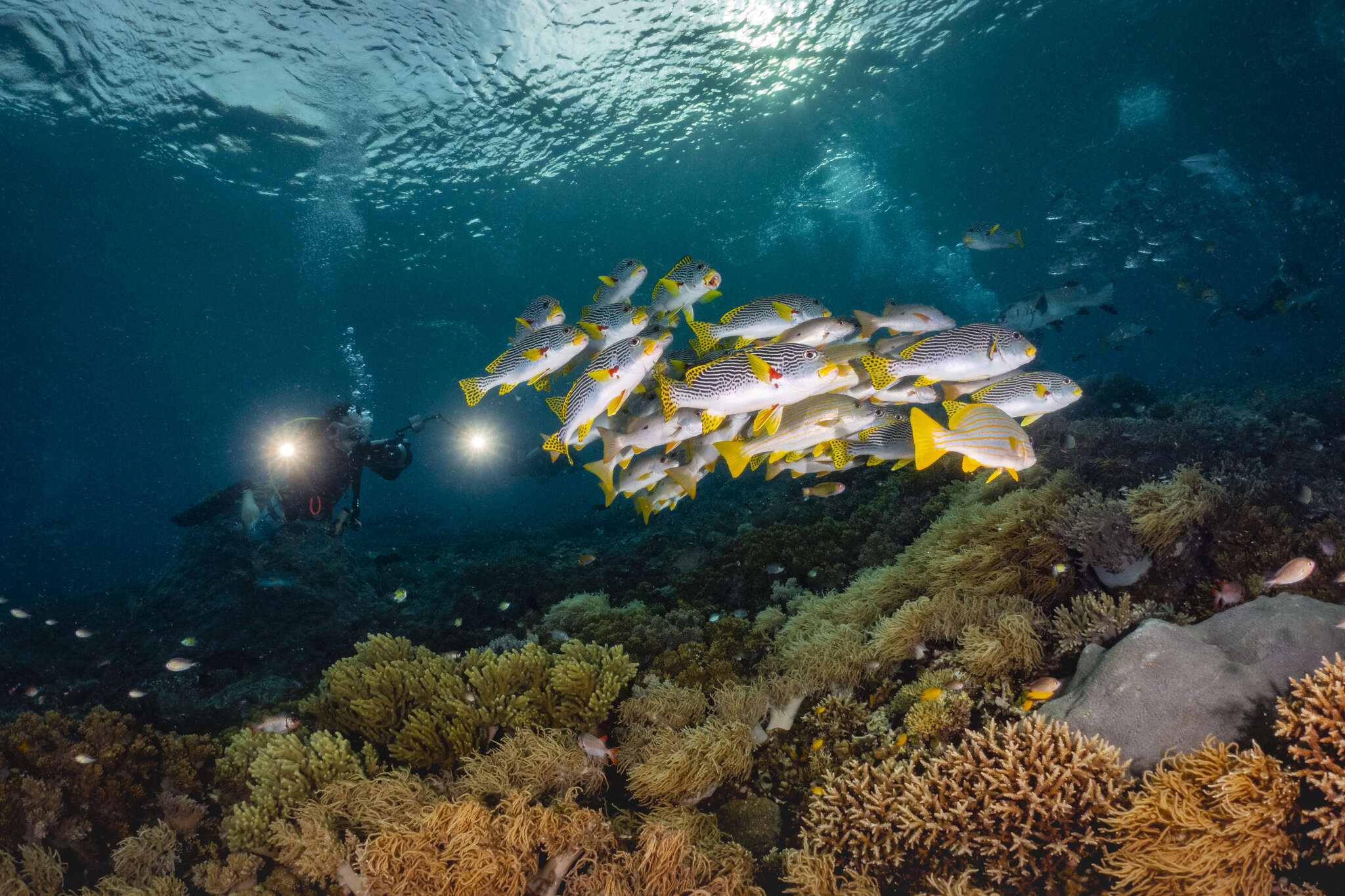 Image of Diagonal banded sweetlips