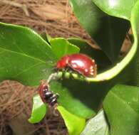 Image de Euclea racemosa subsp. sinuata F. White