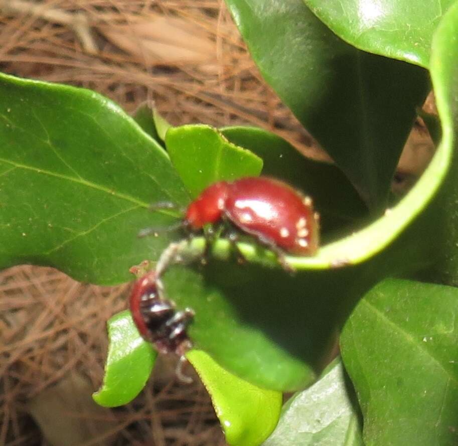 Sivun Euclea racemosa subsp. sinuata F. White kuva