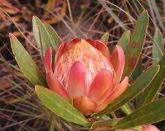 Image of Protea parvula Beard