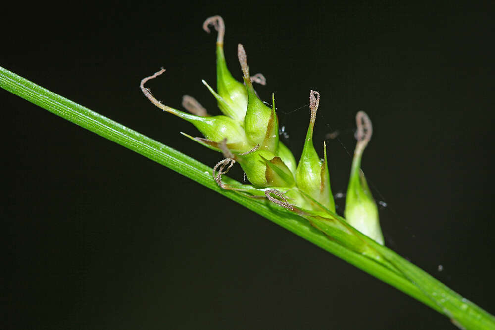 Image de Carex xiphium Kom.