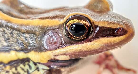 Image of Galam white-lipped frog