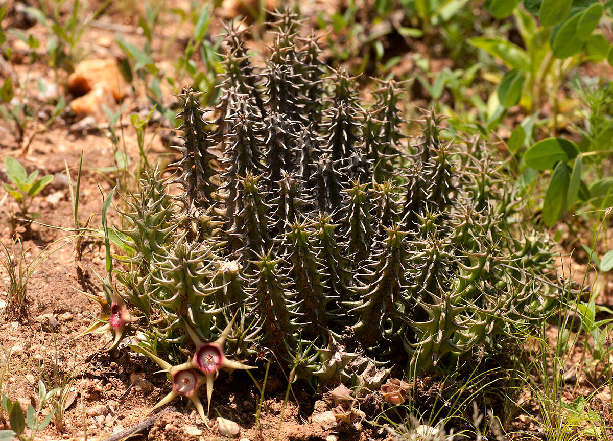 Plancia ëd Ceropegia verekeri subsp. verekeri