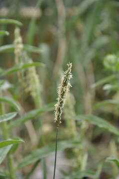 Image of black-grass