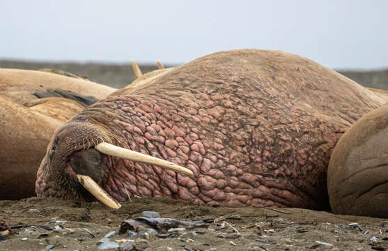 Image of walrus