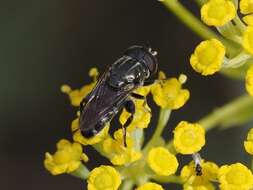 Eumerus canariensis Baez 1982的圖片