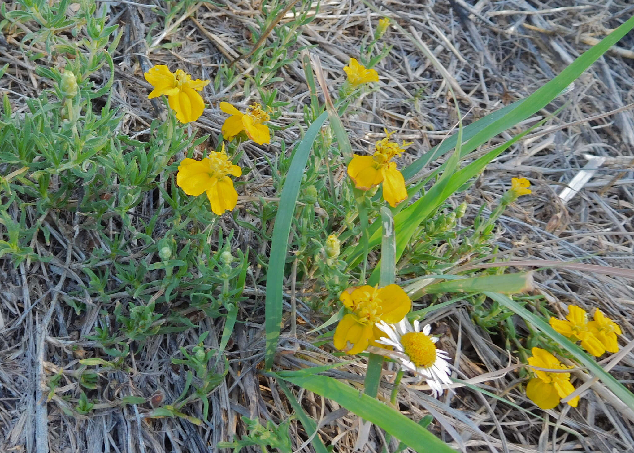 Image of Rocky Mountain zinnia