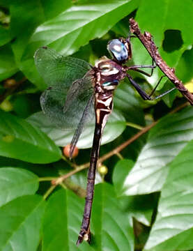 Image of Texas Emerald