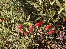 صورة Eremophila decipiens subsp. decipiens