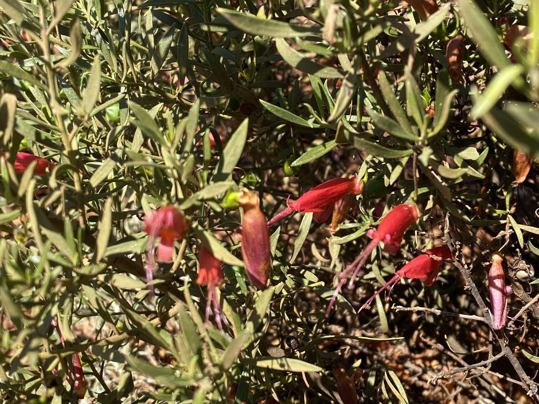 صورة Eremophila decipiens subsp. decipiens