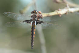 Image of Mantled Baskettail