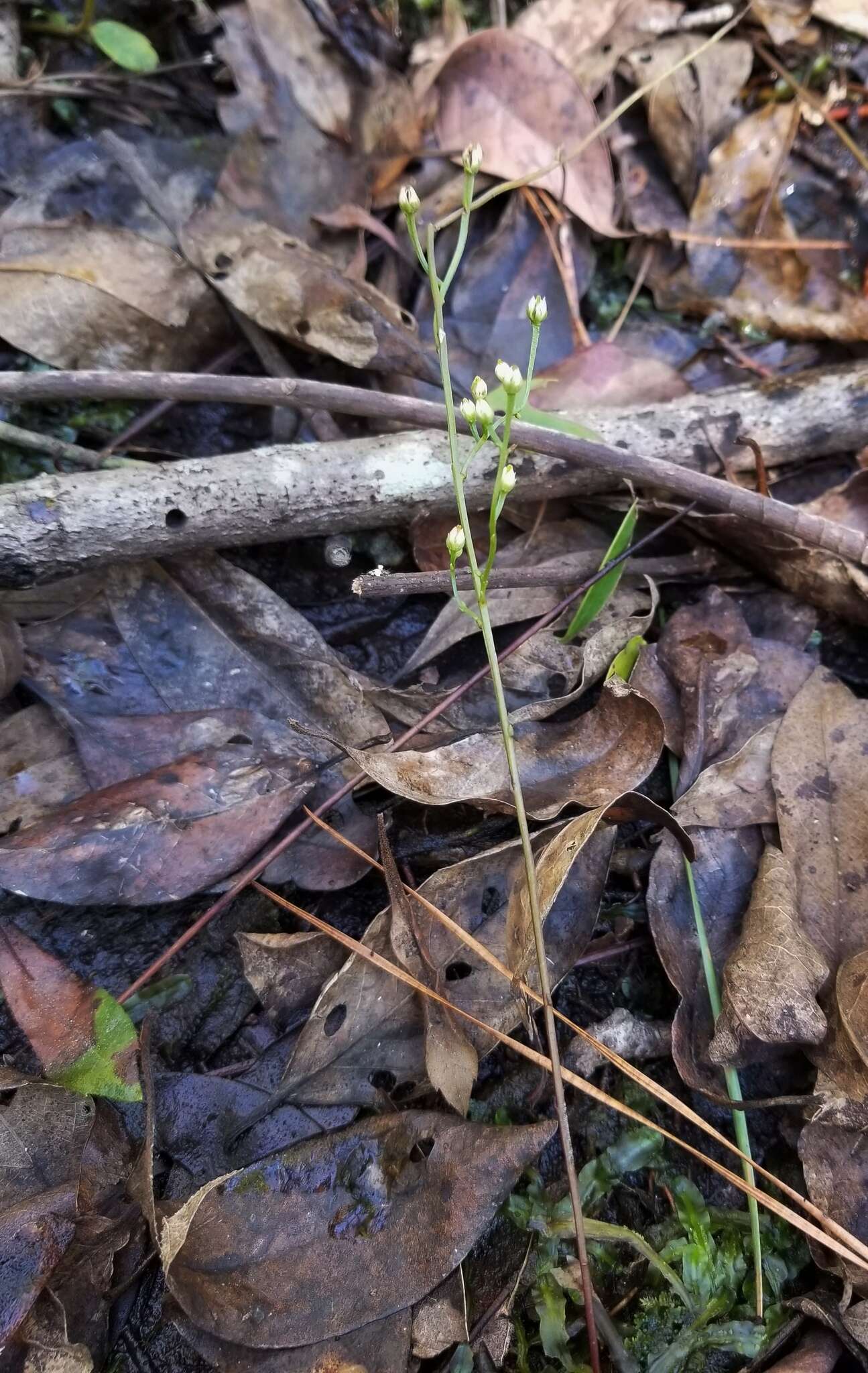 Image of Texas screwstem