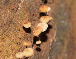 Image of Marasmius alveolaris Cleland 1927