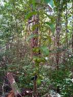 Image of Leucosalpa madagascariensis S. Elliot