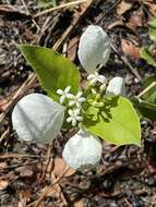 Image of Coelospermum decipiens Baill.