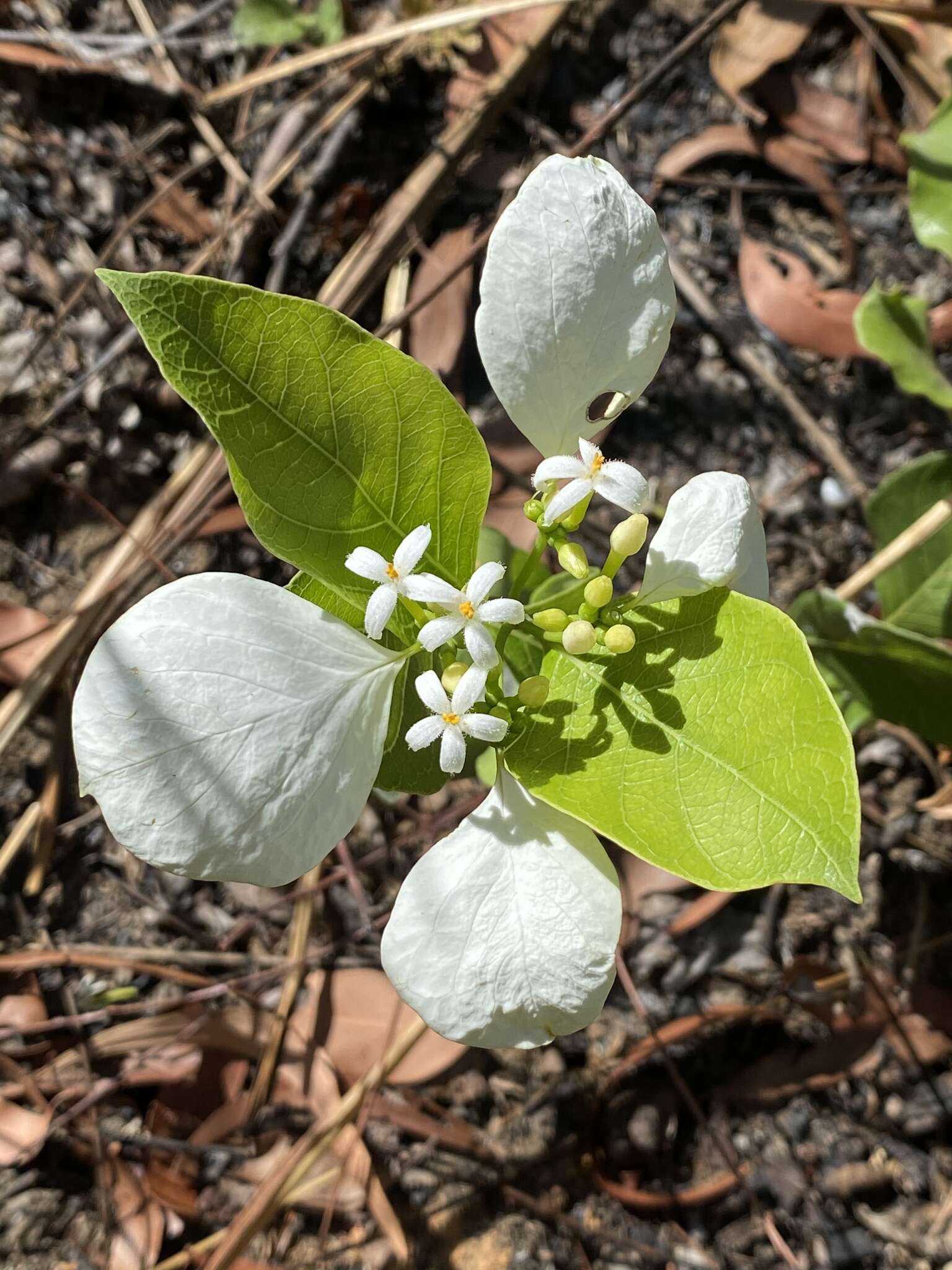 Image of Coelospermum decipiens Baill.