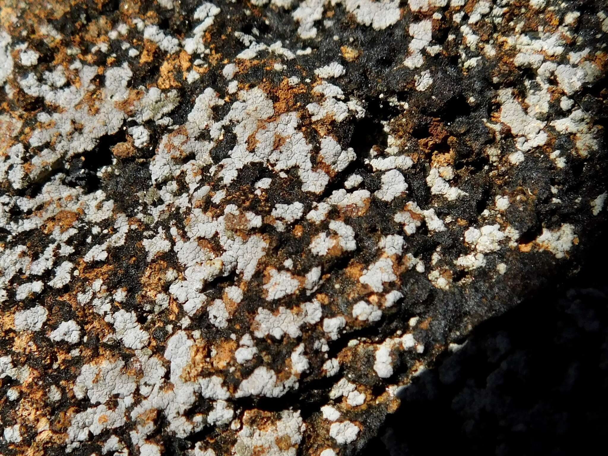 Image of rimmed lichen