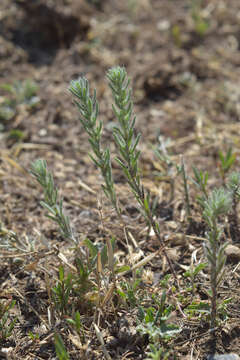 Image of Sedobassia sedoides (Pall.) Freitag & G. Kadereit