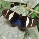 Image de Heliconius congener Weymer & Maasen 1890