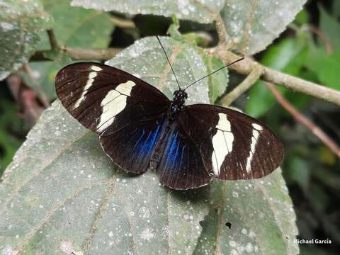 Image of Heliconius congener Weymer & Maasen 1890