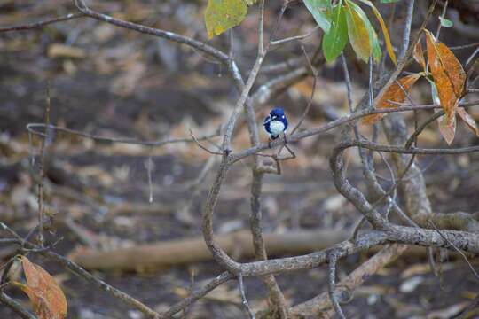 Image of Little Kingfisher