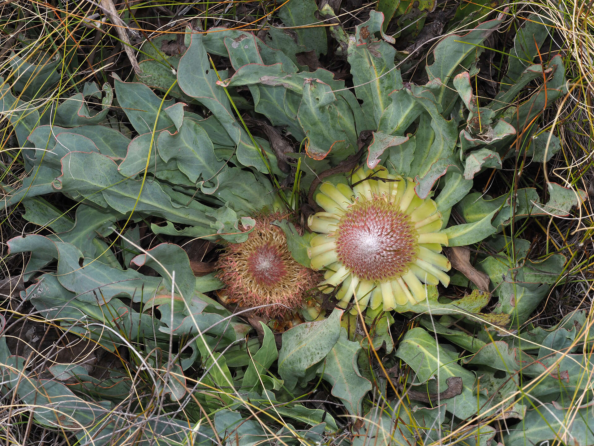 Image de Protea laevis R. Br.