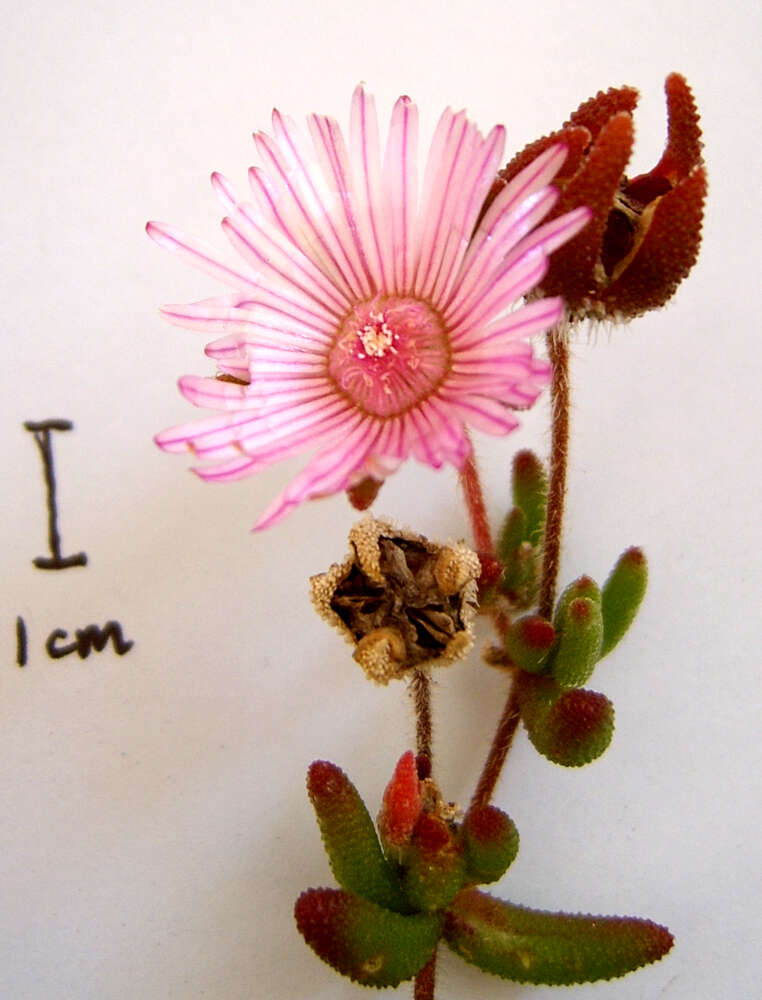 Image of Drosanthemum striatum (Haw.) Schwant.