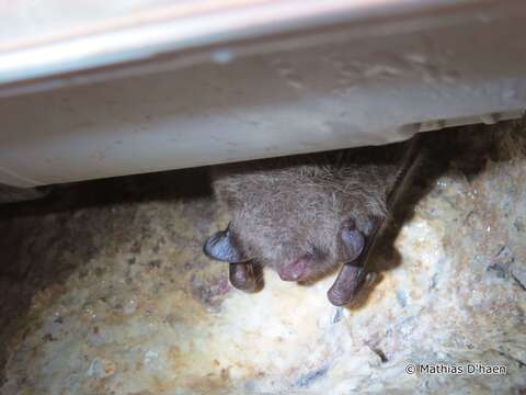 Image of Daubenton's Bat