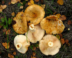 Image of Lactarius citriolens Pouzar 1968