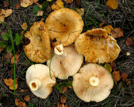 صورة Lactarius citriolens Pouzar 1968