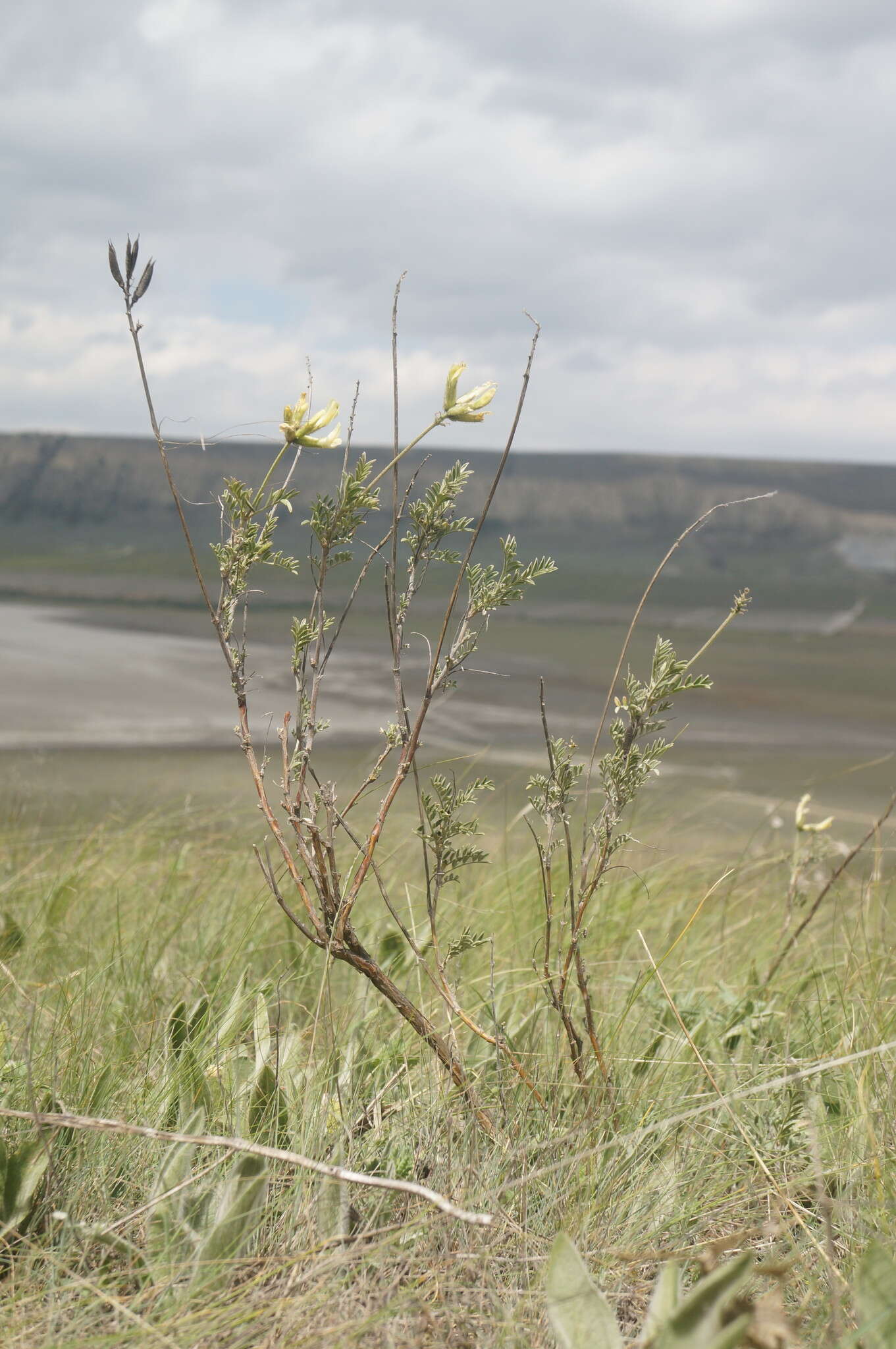 صورة Astragalus albicaulis DC.