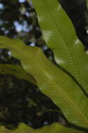 Image of long strapfern