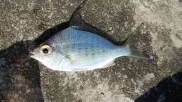 Image of Flagfin Mojarra