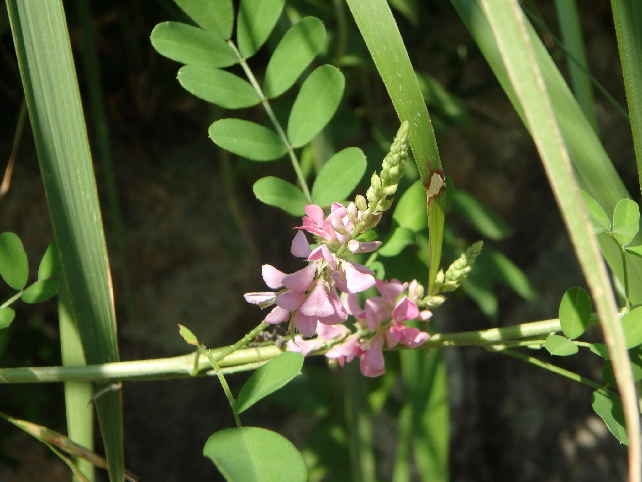 Image de Indigofera pseudotinctoria Matsum.