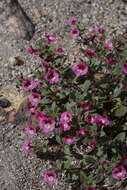 Image of sticky monkeyflower