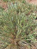 Image of desert wheatgrass